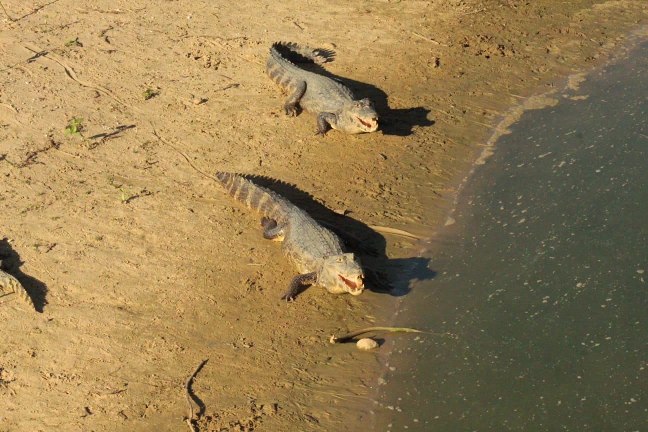 Fotografia do Pantanal brasileiro