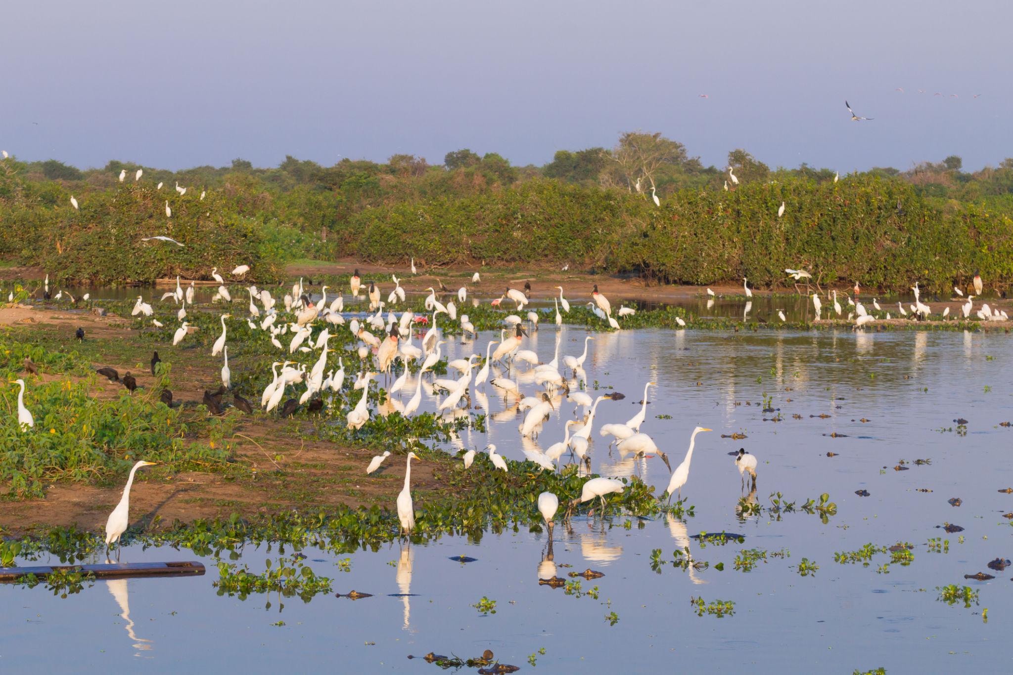 Fotografia do Pantanal brasileiro