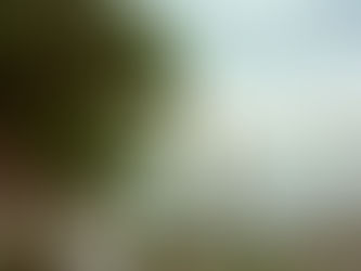 the river and the tree.