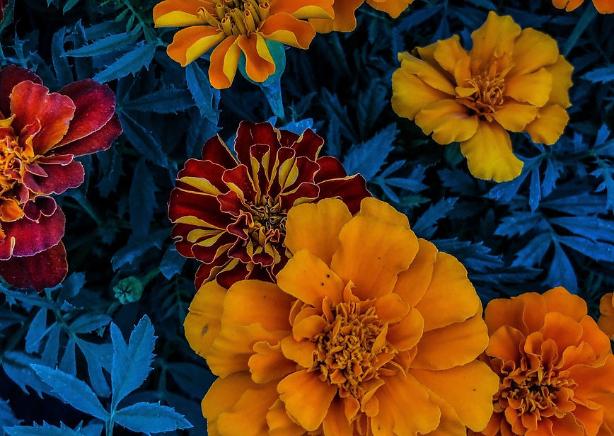 elizabeth-jorge-Lrsjahy6Y9c-unsplash_edited.jpg