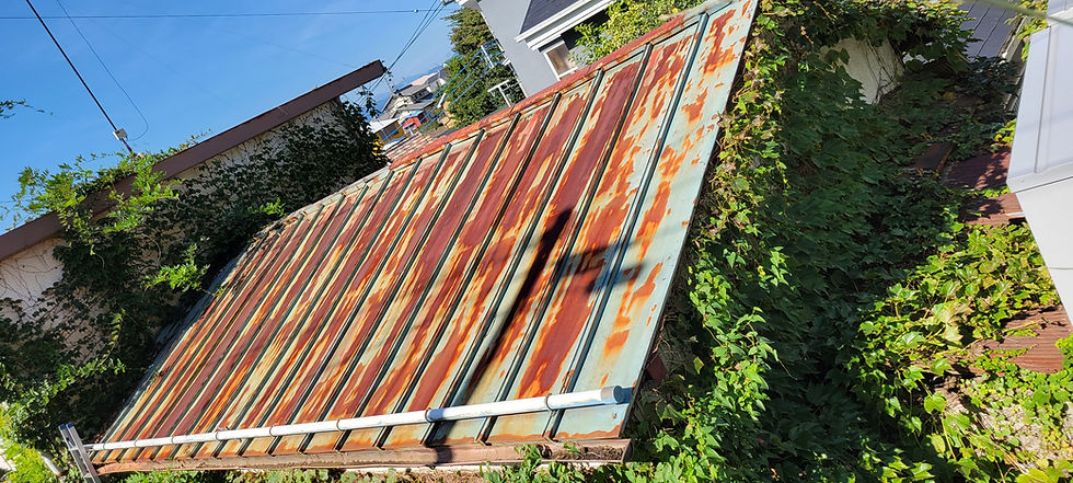抜け落ちそうな屋根の上でのツル取り