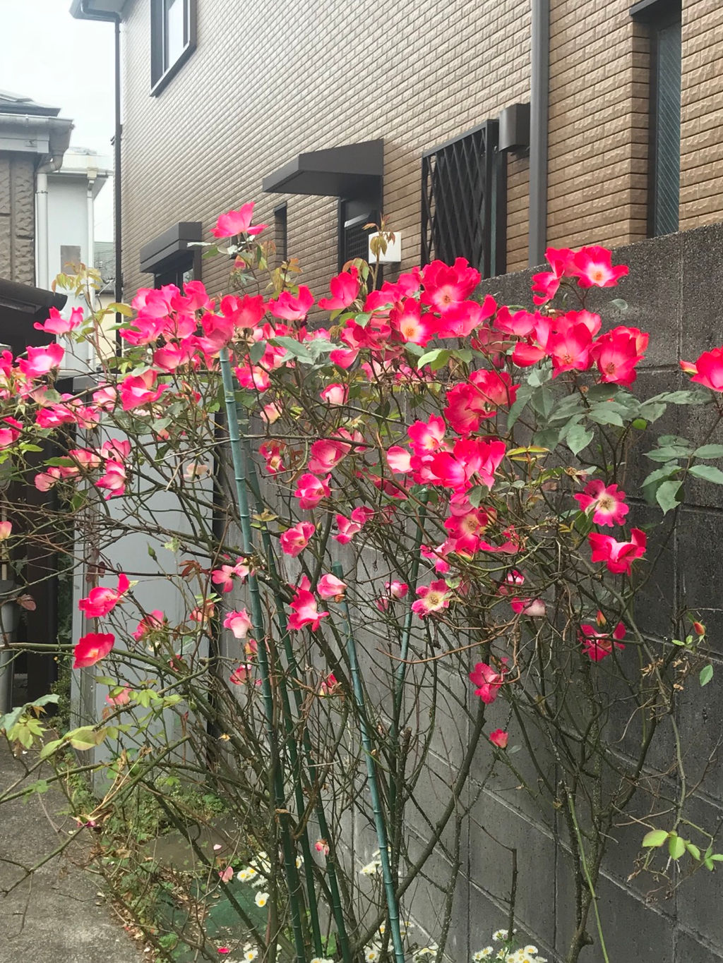 ホーム 日本共産党三鷹市議会議員 大城美幸