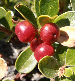 Gayuba - Viveros Alborada, S.L.