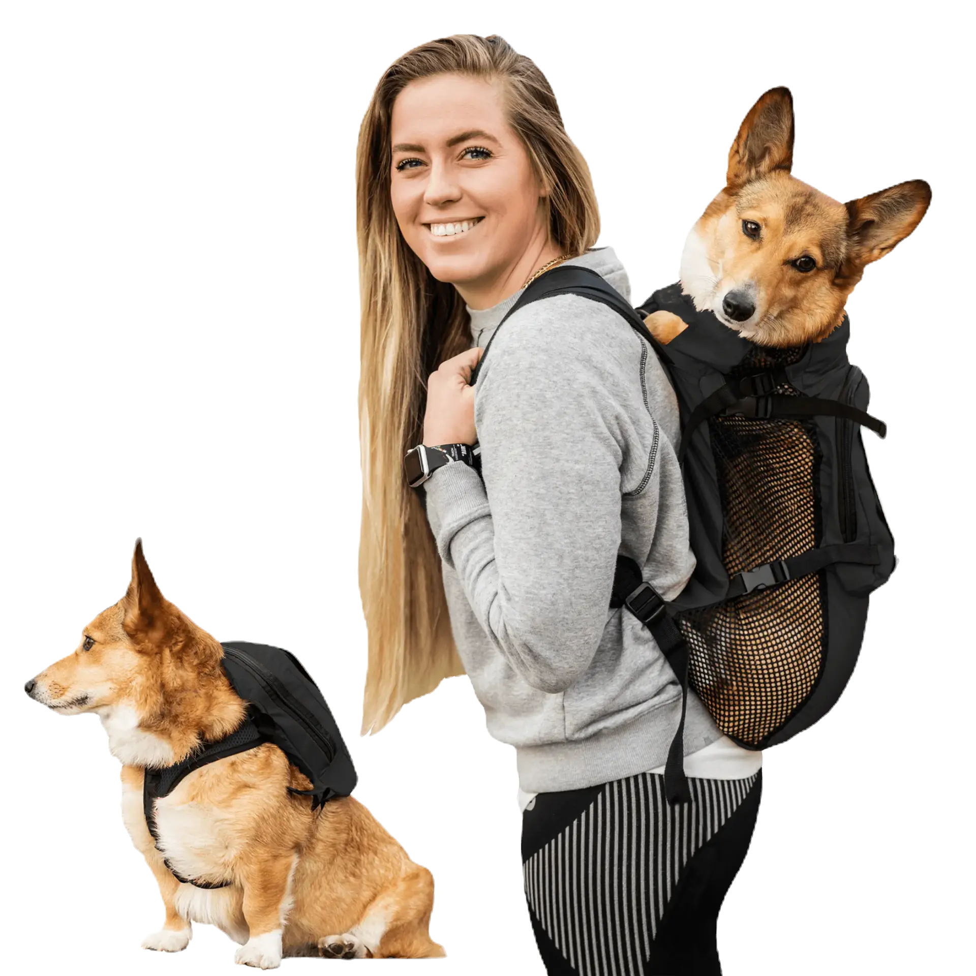 dog acc.webp