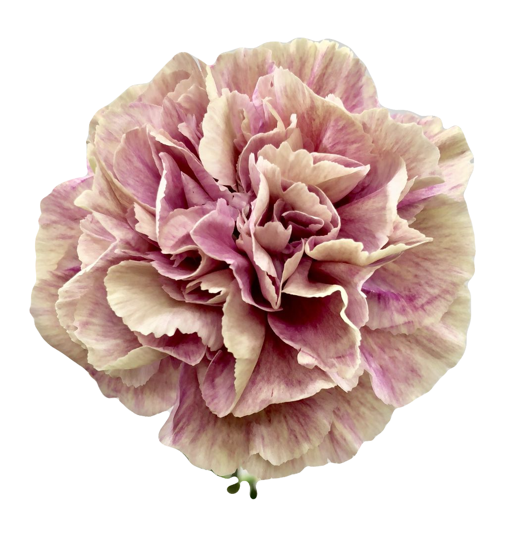 Antique Premium Carnations