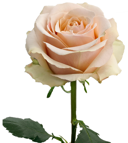 Arena | ROSE OF ROSES