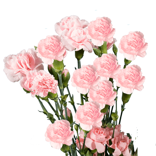 Light Pink Mini Carnations ROSE OF ROSES