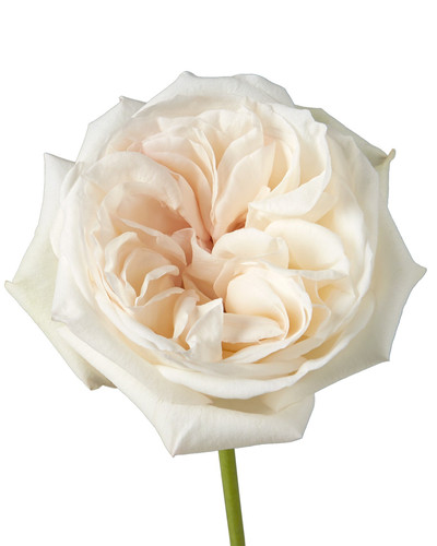 White O hara | ROSE OF ROSES
