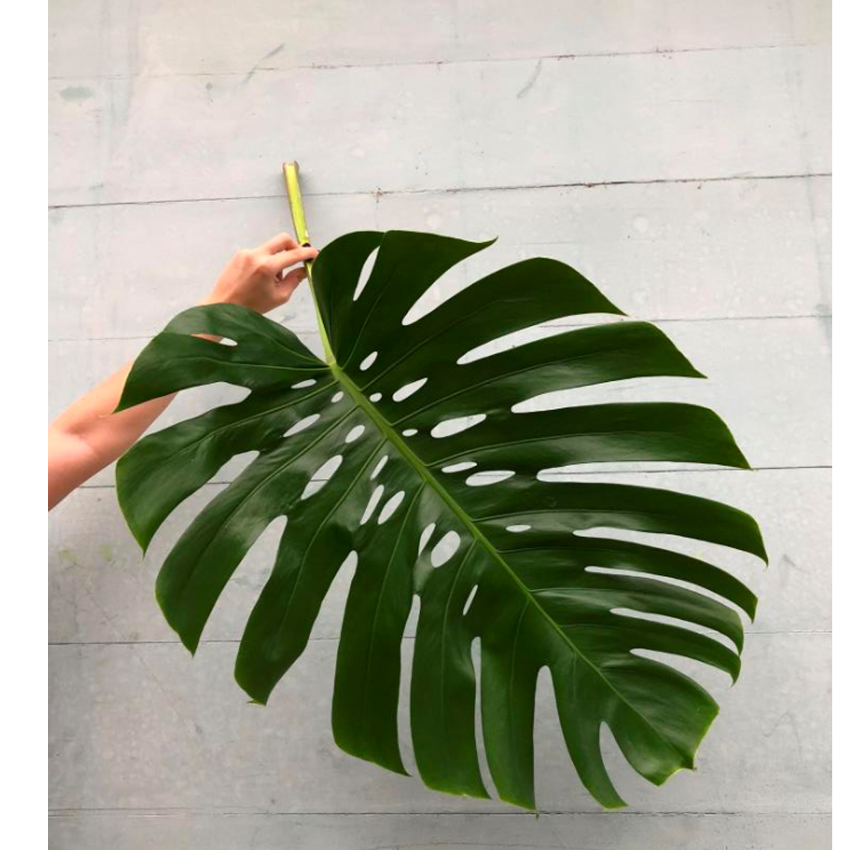Monstera Large