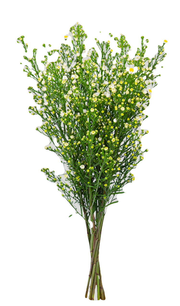 Aster White