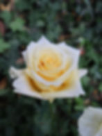 Thumbnail: CREAM SHIMMER