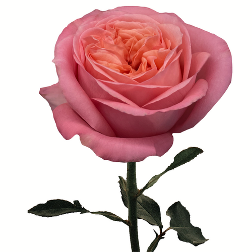 Pink X-Pression | Florecal