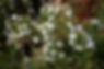 heath-aster-snow-flurry.jpg