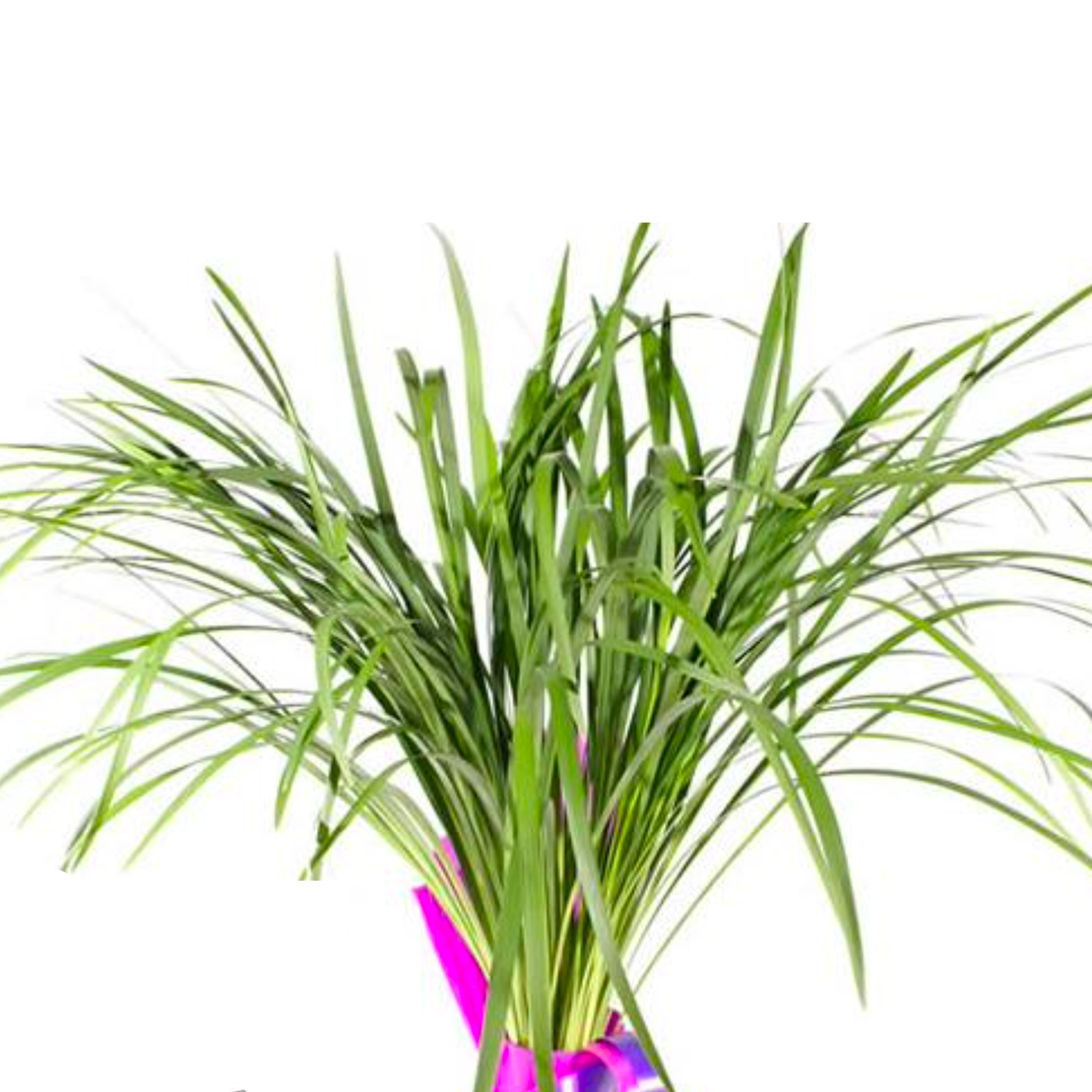 Lillygrass