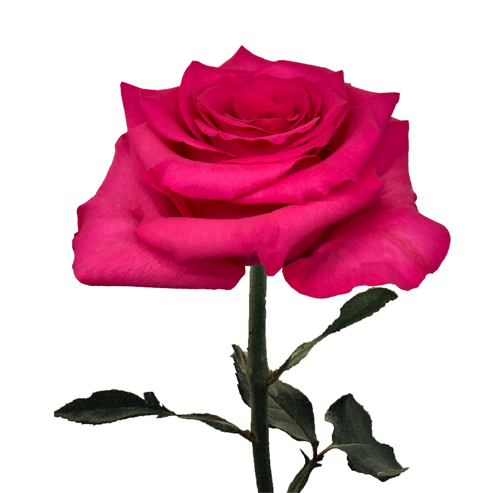 Pink flor óculos é confiável clearance