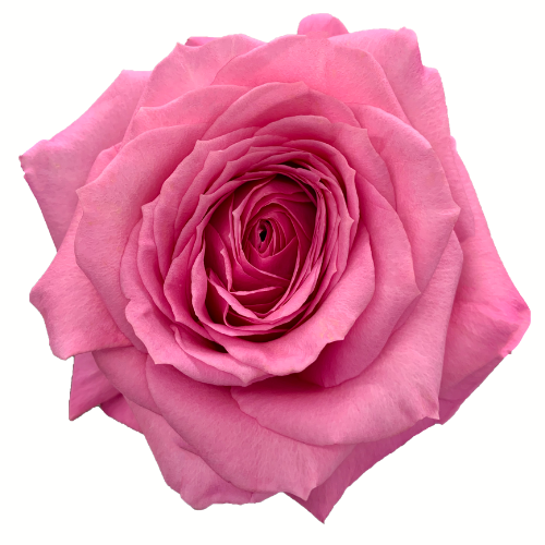 Thumbnail: Duet Cool Water & Martina