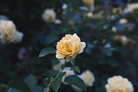 photo-1568501954525-b7441edb6eb2 (1).jpe