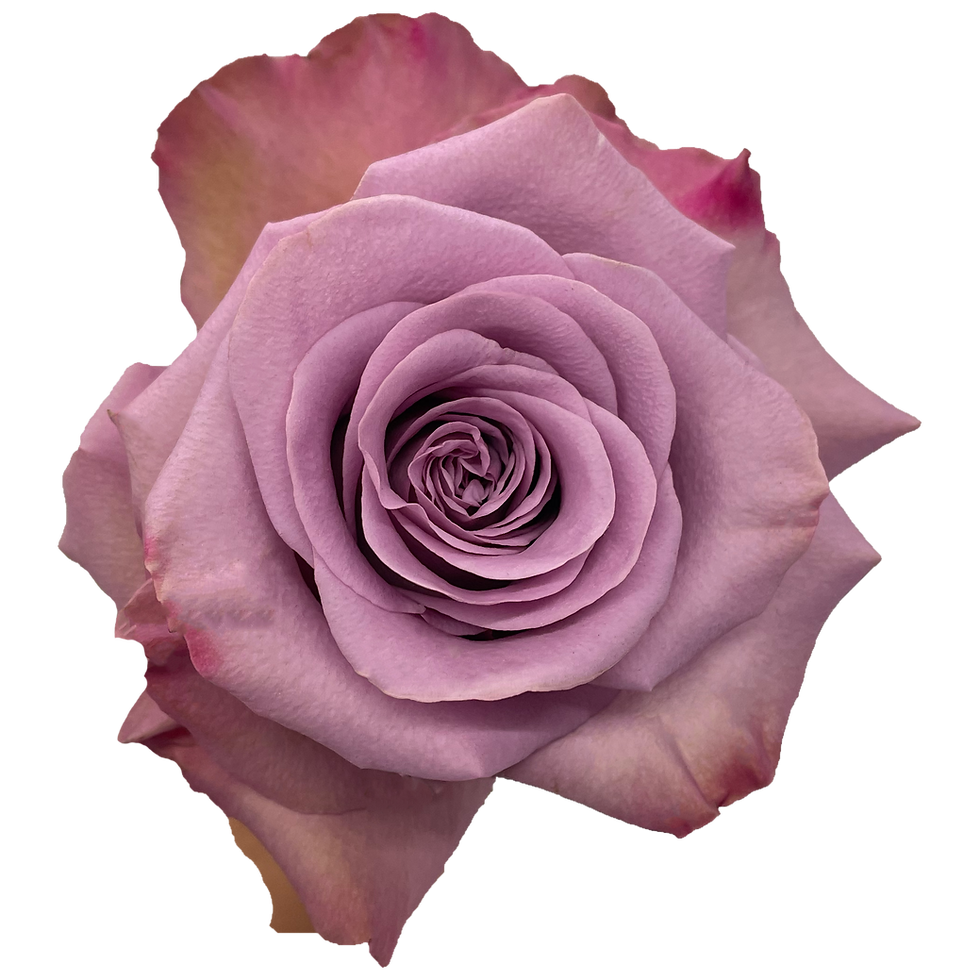 Ec Roses Ecuadorian Roses | Florecal | Garden Roses