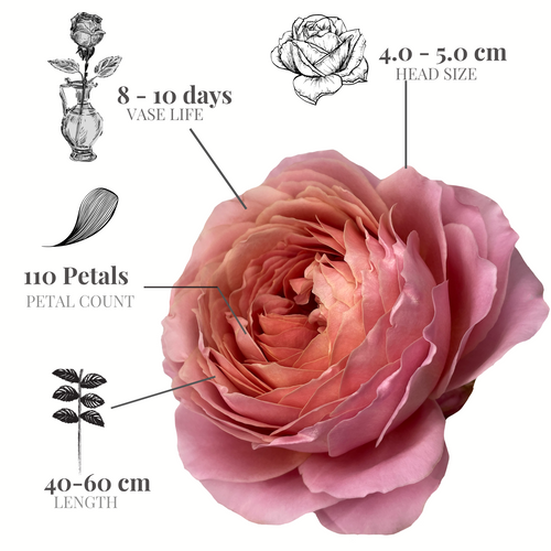 Romantic Antike | Florecal