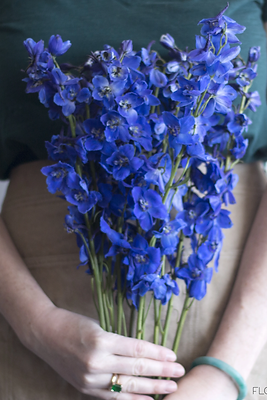 delphinium_dark_blue_body_square.webp