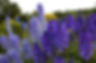 delphinium_flowers_fields_green-1068405.