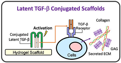 LTGFbeta Scaffold_Cartoon.jpg