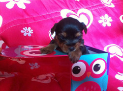 Canil Loureno Filhote Yorkshire Baby Face Micro Yorkie Canil Loureno Filhote Yorkshire Baby Face Micro Yorkie