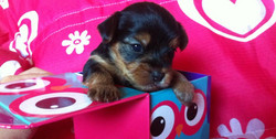 Canil Loureno Filhote Yorkshire Baby Face Micro Yorkie Canil Loureno Filhote Yorkshire Baby Face Micro Yorkie