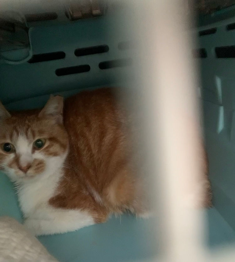 猫のTNR(4月)