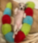 pup_edited.jpg