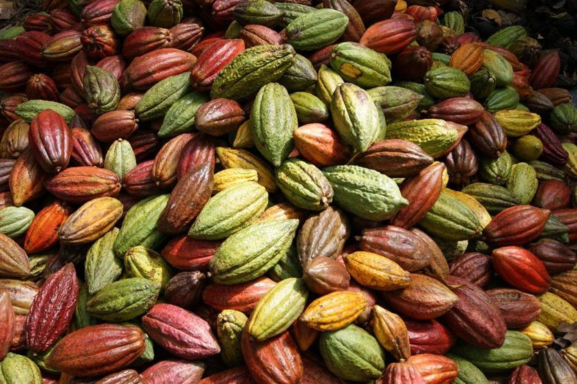 cacao-pods-4-1024x682.jpg