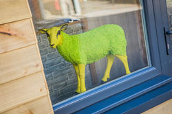 Butty sheep in window