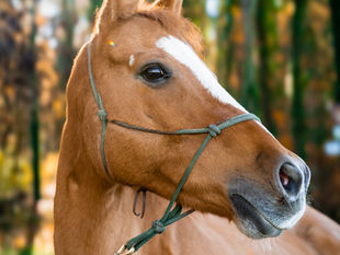 Deutsches Reitpony, das interessiert schaut