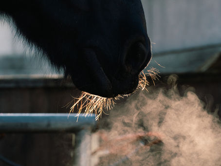 Nüstern eines Pferdes, das ausatmet