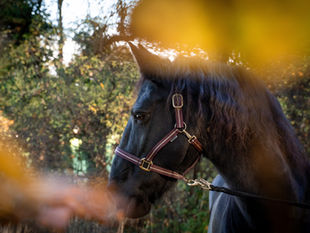 Friesenstute mit lila Halfter im Wald