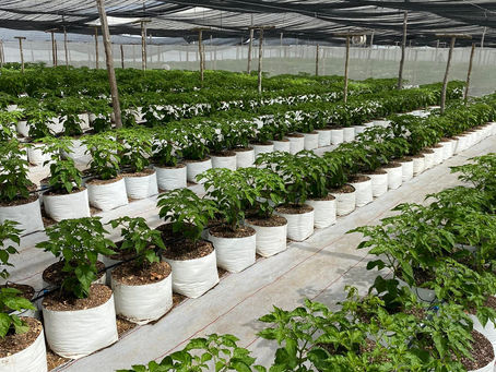 Innovación tecnológica en Campeche