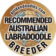 Goldendoodles.com breeder