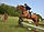 equitation.jpeg