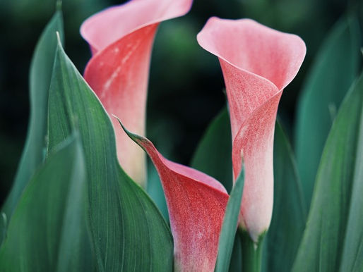 INTER CONOCIMIENTO VITAL