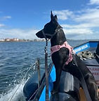 ferry dog.jpg