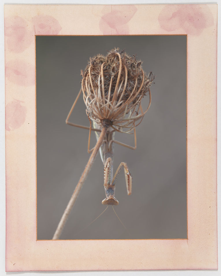 Anthotype00023333_edited.jpg