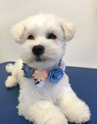 Cavapoo klippt trim – brun och vit hundskötsel