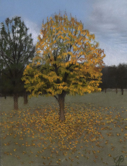 trees and field