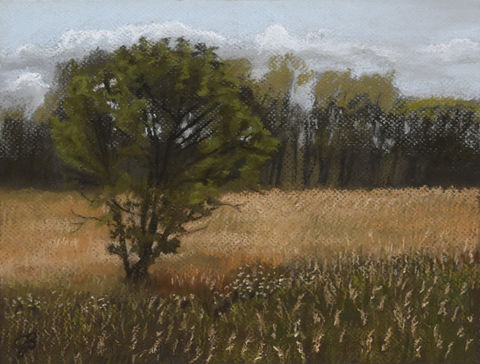 tree in farmland