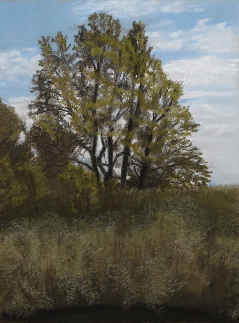 tree in field