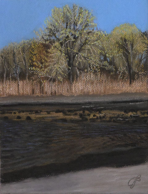 trees next to stream