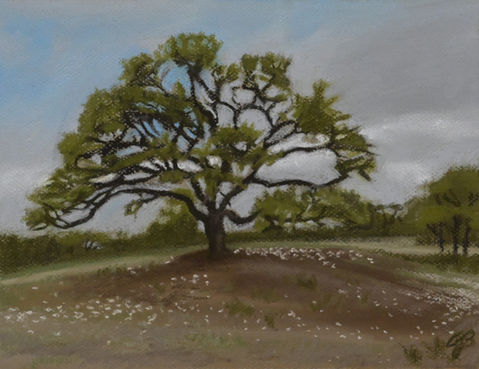 large tree on hill