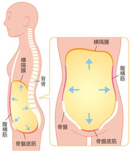 腹圧の働き