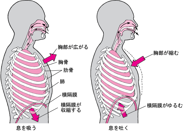 呼吸と横隔膜の動き