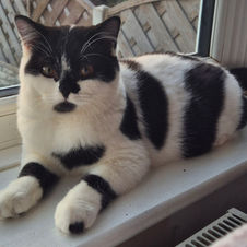 Vaccinated, microchipped, flead and wormed. 4 weeks Insurance.
TICA registered.
Pet only.